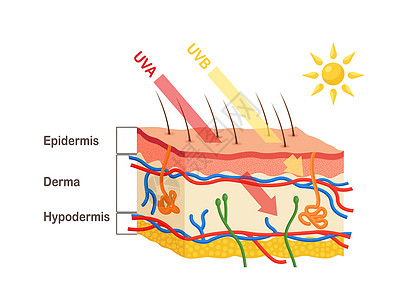 太阳光谱阳光穿透皮肤的表皮和真皮 人体皮肤解剖学 UVA 和 UVB 射线穿透之间的差异 皮肤层数医学图设计图片