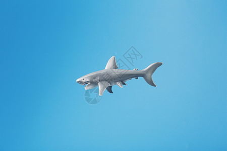 蓝底的鲨鱼玩具 空闲空间野生动物风险动物牙齿灭绝威胁眼睛生活海景潜水图片
