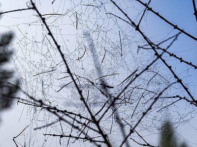 晨露中有许多蛛网 雨后在树枝上滴下的蜘蛛网 晨露挂在蛛网上图片