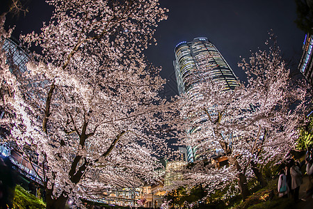 重花园夜樱花花和罗蓬吉山水面植物摩天大楼机构城市夜景建筑群港区池塘建筑图片