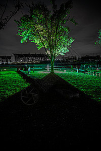 绿树的轮光片智能仓库一棵树旅游木头植物树木场地活动照明图片