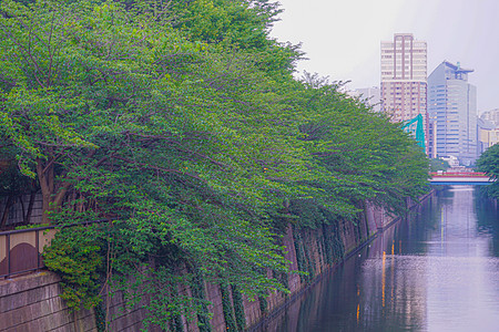 新的绿色城市梅吉罗河蓝天公寓清流景观叶子黑川植物木头景点流动图片