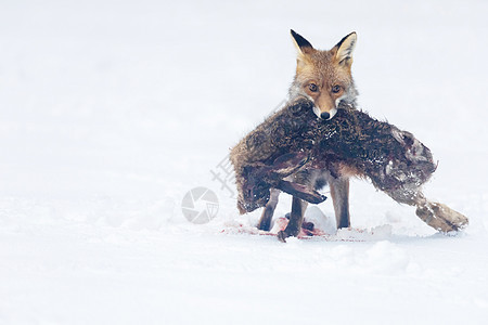 红狐嘴里拿着一只被抓住的兔子图片