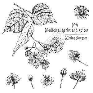 一套林登花的手画图案 在白色背景上以黑颜色绘制鲜花 生命和树枝 图形设计叶子木头智者芳香疗法古董植物群种子艺术植物图片