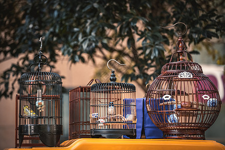 在杭州街头市场挂在笼子里的鸟儿动物传统旅行宠物俘虏囚犯孤独文化街道公园图片