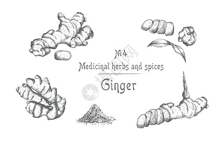 将生姜根 生命和花朵手绘成黑色 与白色背景隔离 复古复古图形设计 植物素描 雕刻风格铅笔墨水柠檬排毒叶子蔬菜粉末药品草本植物插图图片