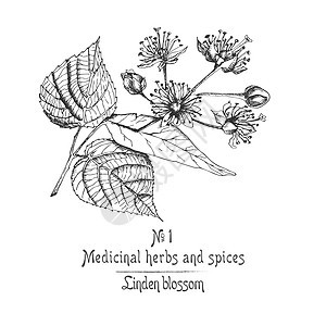 一套林登花的手画图案 在白色背景上以黑颜色绘制鲜花 生命和树枝 图形设计艺术药店植物学古董疗法木头森林植物植物群草本植物图片