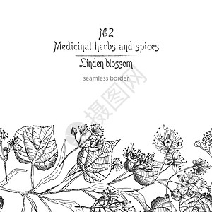 菩提花手绘边框图案 白色背景上有黑色的花朵 生命和树枝 复古复古图形设计植物素描植物学药品药店智者边界草图古董芳香雕刻框架图片
