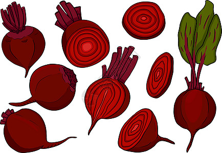 甜菜根 手画彩色矢量图示 红色甜菜根全 切 切食物市场营养盘子农场水果紫色插图宏观花园图片