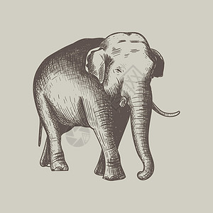 大象手绘矢量说明背景图片