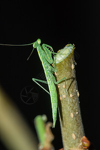 树枝上的绿眼睛荒野动物群热带栖息漏洞野生动物昆虫生活植物图片