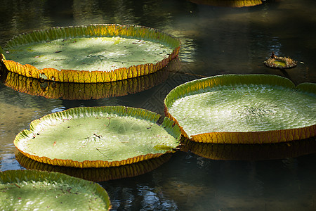 毛里求斯植物园水中的巨型亚马逊百合 维多利亚亚马逊 维多利亚王旅行荷花异国公园花园叶子池塘拼盘热带软垫图片