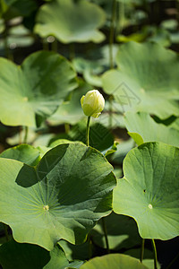 莲花岛成形软垫高清图片