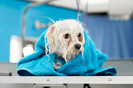 兽医诊所桌子上裹着蓝色毛巾的湿博隆卡肉酱的特写 一只小狗在剪毛前被洗过 她冷得发抖洗涤猎犬犬类淋浴清洁度动物卫生温泉洗发水头发图片