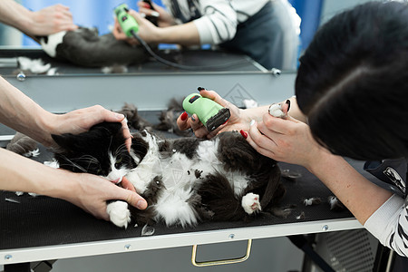 给宠物美容院做缝纫 给猫刮毛和切大割毛 照顾猫 兽医用电动剃须机来为猫刮胡子沙龙卫生修剪剪刀毛皮梳理马夫动物发型发型设计图片