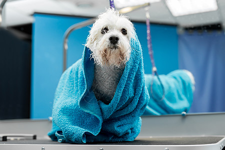 在兽医诊所的桌子上 一只湿漉漉的比熊犬用蓝色毛巾包裹着 照顾和照顾狗 一只小狗在剪毛前被洗过 她冷得直打哆嗦图片
