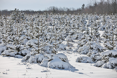 阳光农场一片田地 充满了被种植的婴儿长青树 积雪覆盖着树木云杉明信片程序童话保护屏幕降雪场地阳光针叶背景