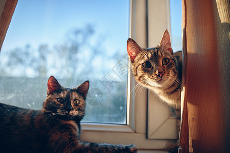 窗台上有两只可爱的毛绒猫小猫窗帘毛皮注意力主题窗户宠物哺乳动物虎斑动物背景图片