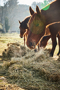 清晨 很少有野马在田野里吃草 吃草 马看着镜头 白色和棕色的马 鼻孔里冒出的蒸汽 背光 背景是树木的斜坡 阳光刺眼场景太阳场地哺图片