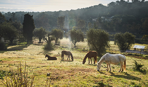 清晨 很少有野马在田野里吃草 吃草 马看着镜头 白色和棕色的马 鼻孔里冒出的蒸汽 背光 背景是树木的斜坡 阳光刺眼农场农村牧场农图片