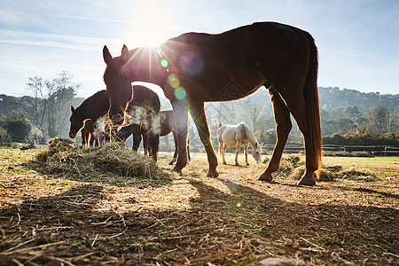 清晨 很少有野马在田野里吃草 吃草 马看着镜头 白色和棕色的马 鼻孔里冒出的蒸汽 背光 背景是树木的斜坡 阳光刺眼场景场地荒野家图片