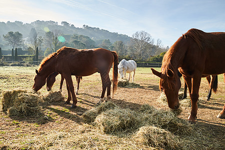 清晨 很少有野马在田野里吃草 吃草 马看着镜头 白色和棕色的马 鼻孔里冒出的蒸汽 背光 背景是树木的斜坡 阳光刺眼国家尾巴农田家图片