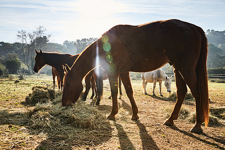 阳光农场清晨 很少有野马在田野里吃草 吃草 马看着镜头 白色和棕色的马 鼻孔里冒出的蒸汽 背光 背景是树木的斜坡 阳光刺眼农场尾巴荒野家背景