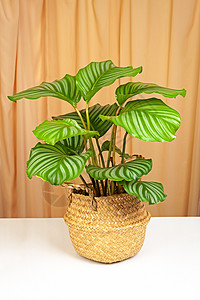 Calathea 或bibfololia 工厂 位于黄柳篮子中图片