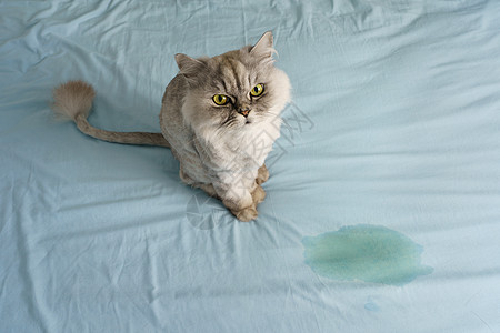 家养灰猫坐在床上的湿点或尿点附近 猫在家里的床上撒尿或小便 坏猫行为图片