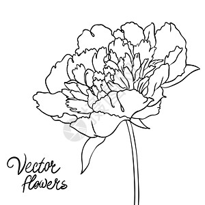 带有鲜花的旧式手工牵手背景铅笔草图花瓣艺术品装饰装饰品植物学雕刻花园艺术图片