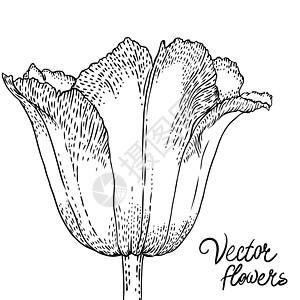 带有鲜花的旧式手工牵手背景花瓣线条艺术品艺术植物装饰绘画植物学插图铅笔图片