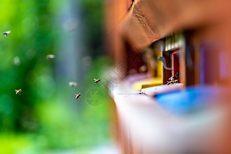 蜜蜂房子蜜蜂在色彩多彩的木制蜂巢中飞翔花粉殖民地药品养蜂业工作框架房子盒子梳子蜂窝背景