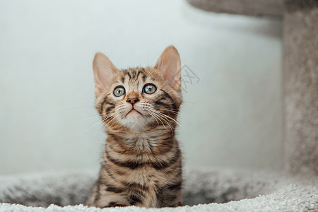 小可爱的金牙猫 坐在一只软猫的架子上的猫的房子玩具胡须小猫宠物动物猫咪幸福猫科毛皮尾巴图片