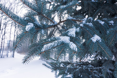 在雪覆在街上的背景下 树枝上有蓝色的针头图片