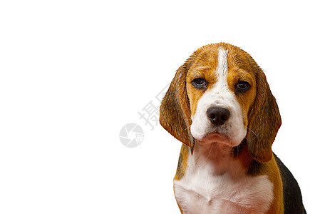 孤立的贝格尔斯岛 Dog岛 隔离区 复制空间工作室猎犬犬类宠物衣领棕色微笑血统小狗纯种狗图片