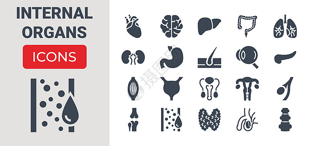 内部机关图标集女性身体图表肌肉解剖学生物学皮肤生物眼球男性图片