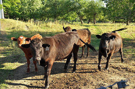 以电栅栏为主的绿色农村牧场多色牛群 养殖多色牛肉牛群图片
