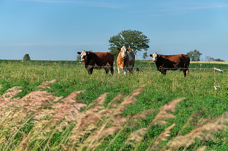 以电栅栏为主的绿色农村牧场多色牛群养牛群农场耳标奶制品土地农田标签畜牧业母牛草地团体图片