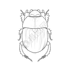 圣甲虫 埃及的古老象征 矢量金龟子错误绘图 神圣的埃及法老昆虫的图示 蜣螂股票图片昆虫学荒野绘画黑色甲虫动物学插图动物群库存神话图片