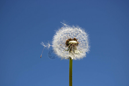 一朵花生 种子被风吹散 在清蓝的天空中图片