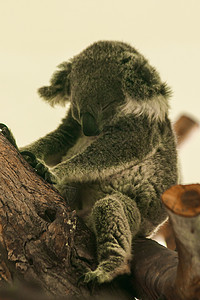 Koala在树上睡着了动物园树枝毛皮拥抱野生动物睡眠婴儿哺乳动物桉树动物图片