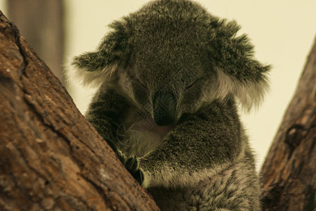 Koala在树上睡着了毛皮拥抱耳朵树枝野生动物婴儿动物园睡眠哺乳动物桉树图片