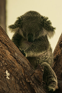 Koala在树上睡着了捕食者危险老虎打猎食肉条纹荒野眼睛侵略动物图片
