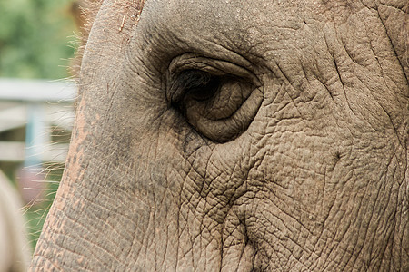 小眼睛 雌性大象的大小与小眼睛相比皱纹悲伤鼻子避难所野生动物荒野小牛眼睛哺乳动物动物园图片