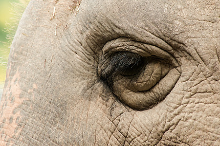 小眼睛 雌性大象的大小与小眼睛相比眼睛皮肤动物群皱纹动物园孤儿小牛树干荒野野生动物图片