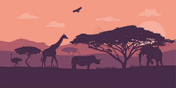 惊人的日落和日出 全景剪影树在非洲与日落 在开放领域戏剧性日出的黑暗的树 Safari 主题 长颈鹿 大象 犀牛 鸟 每股收益图片