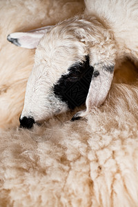 黑白的羊群躺在地上羊肉棕褐色生物牧场羊毛地面生物学家畜耳朵毛皮图片
