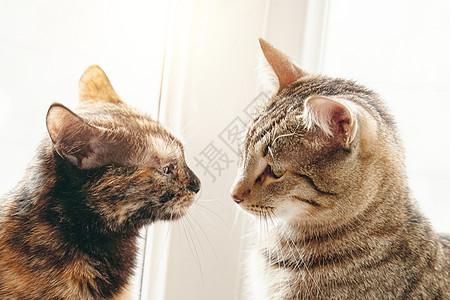 两只猫坐在窗台上 阳光照耀好奇心毛皮小猫闲暇哺乳动物虎斑主题动物宠物朋友背景图片