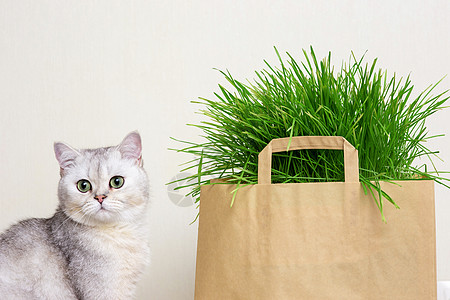 坐在纸袋里绿色草地旁边的美丽的白猫图片