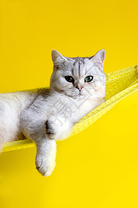 黄色木纹美丽的白猫躺在黄色吊床上 黄色背景的黄吊床上头发小猫毛皮眼睛动物猫咪假日宠物晴天工作室背景